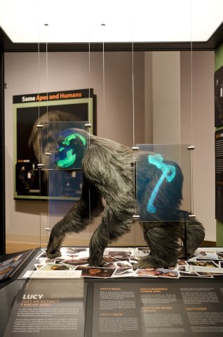 lucy-exhibit